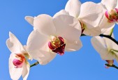 2026世界杯开幕式数字化视觉盛宴：北美三大文化交融背后的商业版图